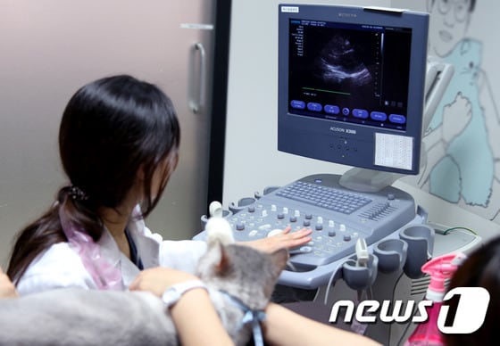 초음파 검사를 통해 고양이의 임신여부를 확인하고 있다.© News1