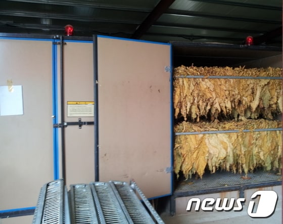 건조기에서 건조되고 있는 황색종 엽연초. 사진 = 뉴스1 DB © News1