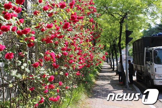 산성2로 문화주공아파트 앞 장미꽃 담장© News1<br><br>