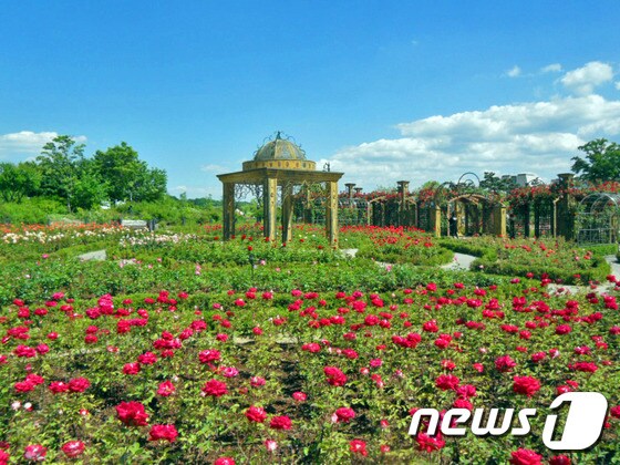 한밭수목원 장미꽃 단지의 화려함 © News1