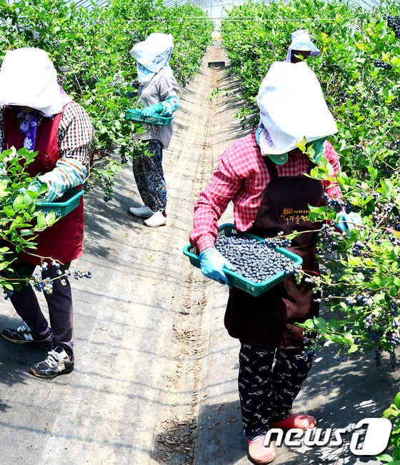 31일 전남 담양군 월산면에 위치한 블루베리 농장에서 주민들이 잘 익은 블루베리를 수확하고 있다. (담양군 제공) 2015.5.31/뉴스1 © News1 윤용민 기자