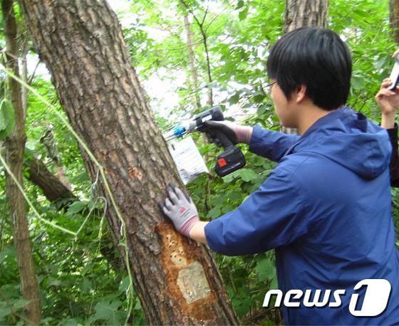 충북도는 단양군 적성면 소야리 산4번지에서 소나무 한 그루에 ‘재선충병’ 감염이 확인됐다고 15일 밝혔다. 사진제공=충북도.© News1