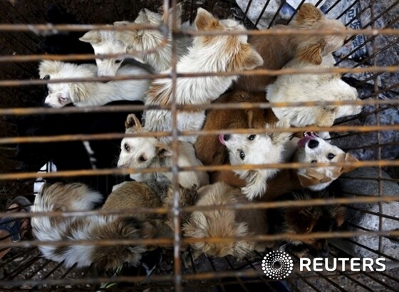 '여름 보양식의 대명사' 개고기 축제가 열린 중국 광시장족 자치구내 한 시장의 우리안에 식용으로 팔릴 개들이 가득하다. © 로이터=News1 <br><br>