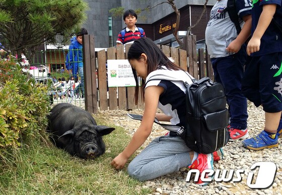 원주시 지정면 월송리에 위치한 돼지문화원을 찾은 아이들이 돼지를 구경하고 있다.(사진제공=돼지문화원)/뉴스1 © News1 권혜민 기자