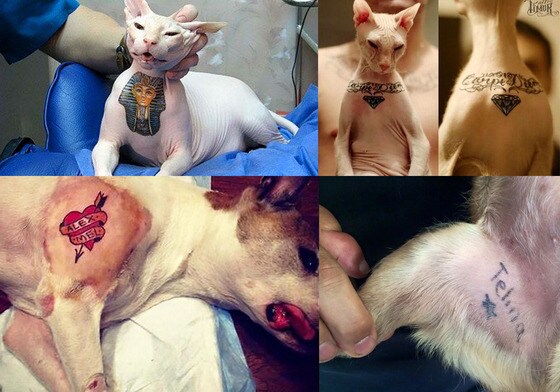 반려동물들에게 문신을 새긴 사진이 페이스북에 올라와 네티즌들 사이에서 논란이 되고 있다. <br />(사진 페이스북 캡처)© News1