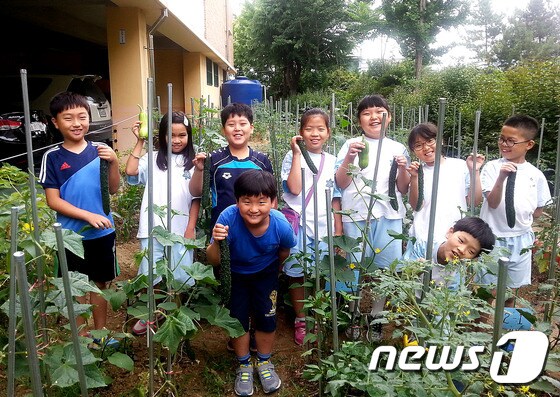 울산 평산초등학교는 학교 텃밭에서 학생들이 직접 키운 호박을 수확해 ‘내가 키운 호박전 데이’를 실시했다. 2015.06.22/뉴스1 © News1 이상문 기자