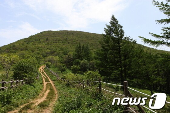 야생화 천국으로 오세요! 두문동재~금대봉 트레킹 © News1