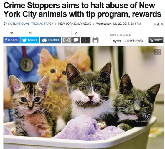 미국 매체 뉴욕데일리뉴스(New York Daily News)는 뉴욕시가 동물학대 근절에 나섰다고 보도했다.(사진 뉴욕데일리뉴스 해당 기사 캡처)© News1