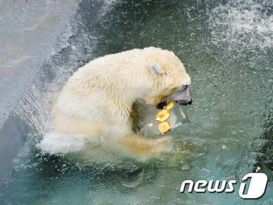 '북극곰은 얼음사과를 좋아해'