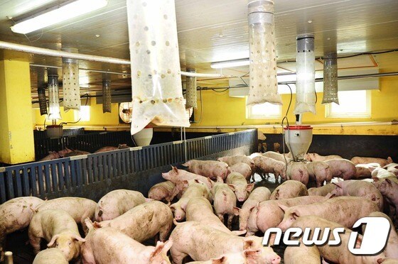 돼지 축사 자료사진. © News1 최재호 기자