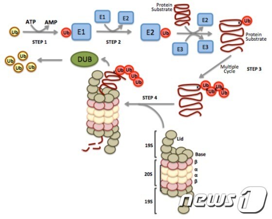 유비퀴틴화에 의한 단백질의 분해과정© News1