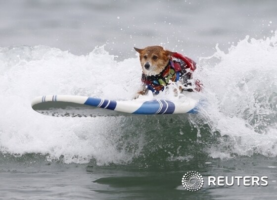 A corgi named Jojo catches a wave in the medium size dog competition during the 10th annual Petco Unleashed surfing dog contest at Imperial Beach, California