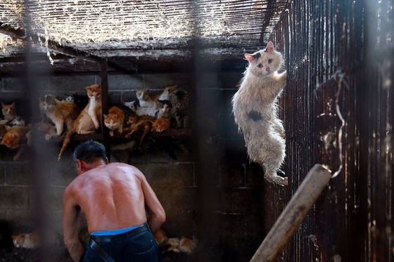 중국 최대 개고기 축제가 열리는 위린시 한 고양이 도살장 풍경. 참혹하게 도살되는 동료의 모습에  떨며 창살에 매달려 있는 고양이의 이름은 '후루'로 이후 국제동물보호단체에 구조돼 가까스로 생명을 구했다. (워싱턴 동물구조연맹)