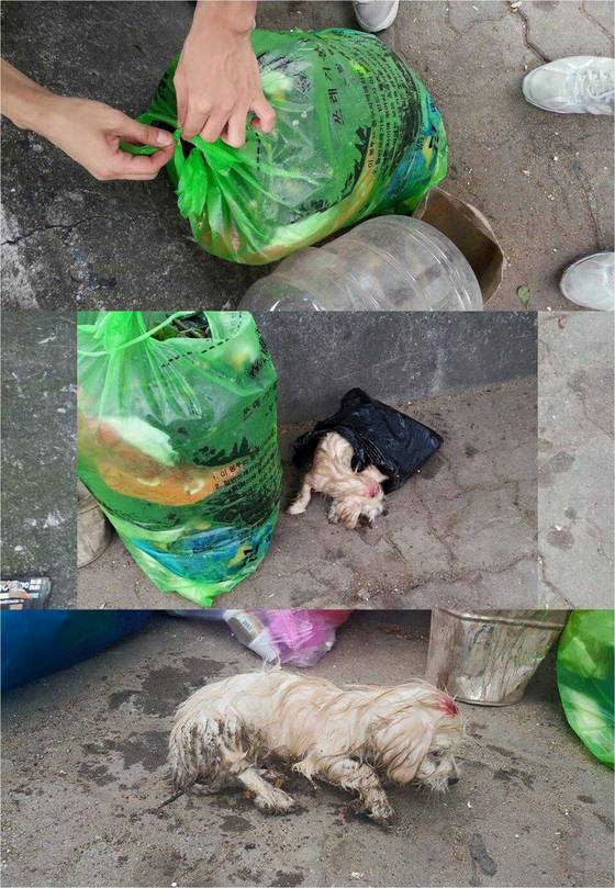 대전 동부경찰서는 살아있는 강아지를 쓰레기봉투에 버린 A(39)씨를 동물보호법 위반 혐의로 불구속 입건했다고 24일 밝혔다.( 사진 페이스북 강아지 제보 사진 캡처) © News1