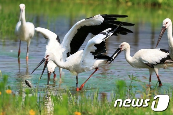 오는 9월 3일 예산황새공원에서 방사되는 황새들이 먹이 사냥 훈련을 하고 있다.© News1