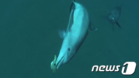 돌고래가 마치 공을 가지고 노는 것처럼 복어를 다루고 있는 모습.(사진 유튜브 영상 캡처)© News1