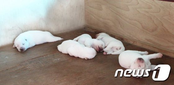 박근혜 대통령은 30일 청와대 관저에서 키우는 진돗개 ‘희망이’와 ‘새롬이’가 최근 새끼 5마리를 낳았다는 소식을 전했다. 사진은 새끼 5마리의 페이스북 사진. © News1