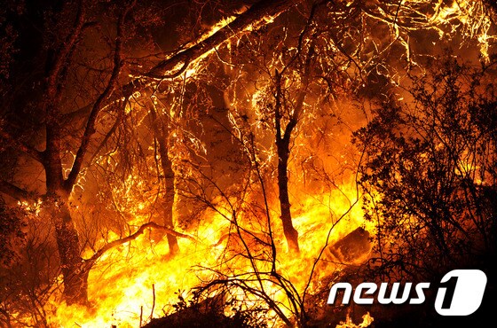 캘리포니아 전역에서 잇따라 발생한 산불이 거의 서울 전체 면적에 육박하는 토지를 불태웠다. © AFP=뉴스1