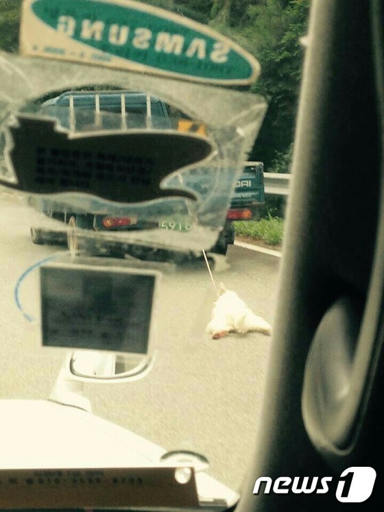 경남  거제경찰서는 자신의 화물차에 개를 줄로 묶어 끌고 다닌 한 40대를 동물보호법 위반 혐의로 수사하고 있다. (독자 제공) © News1