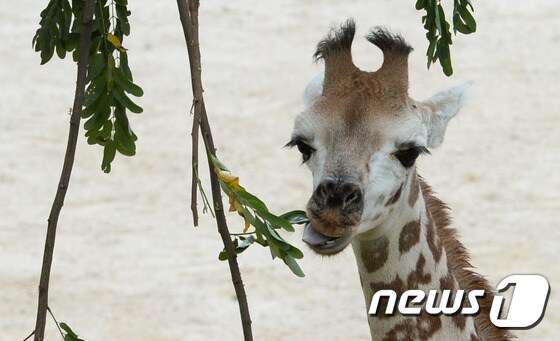 먹이를 먹고 있는 서울동물원 기린. (자료사진) © News1