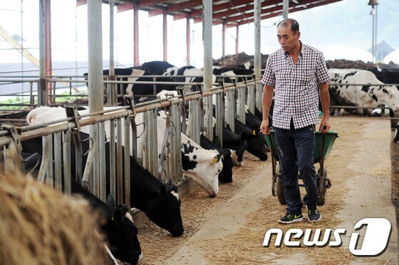 임헌우 헌우농장 대표의 주업은 젖소를 키워 원유를 납품하는 일이지만 한우와 육우, 딸기농장까지 운영하고 있다.© News1
