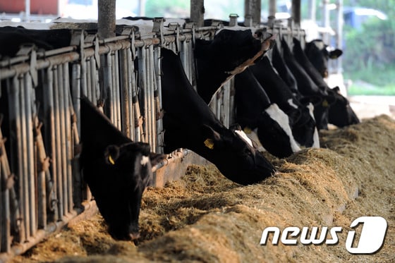 1200평 규모 목장에 젖소, 육우, 한우를 키우는 임헌우 대표는 원유를 가공해 치즈 등 유제품을 생산할 계획도 가지고 있다. © News1