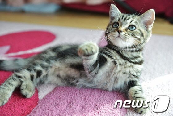 최근 영국 링컨대학 동물행동전문가인 다니엘 밀스 교수 연구팀은 고양이가 왜 개보다 더 독립적인지를 분석한 논문을 발표했다. (사진 이미지투데이)© News1