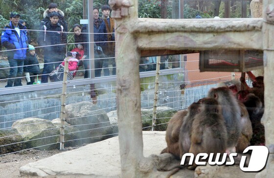 서울대공원 동물원을 찾은 시민들이 망토원숭이들을 보며 휴일을 즐기고 있다. (자료사진)/뉴스1 © News1