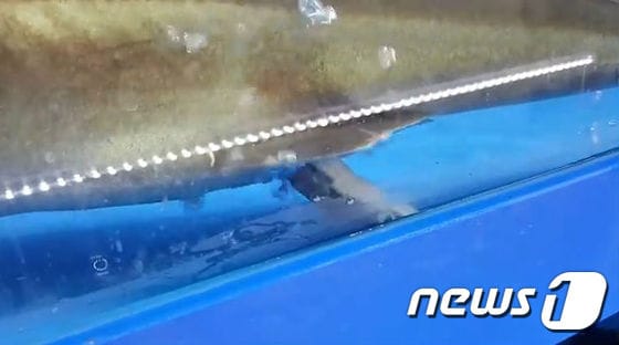 지난 16일 소문섭씨가 찍은 상어 분만 장면. (사진 유튜브 영상 캡처) © News1