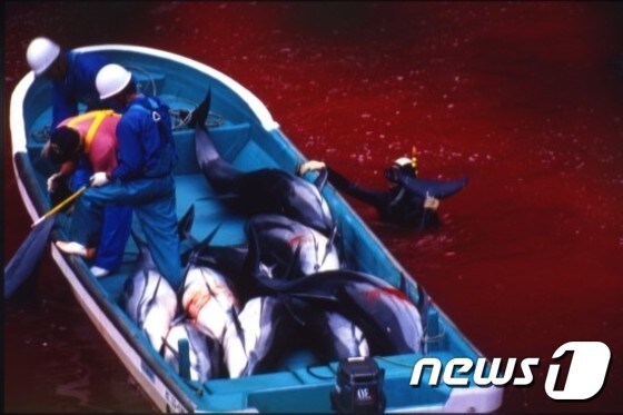 일본 다이지에서 돌고래를 포획하는 모습. 바다가 핏빛으로 물들었다.(사진 다큐멘터리 '더 코브' 캡처)© News1