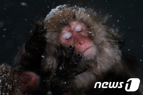 이탈리아의 신경외과 전문의 세르지오 카나베로는 살아있는 원숭이 머리를 다른 몸에 이식하는 수술을 성공적으로 마쳤다고 밝혔다. 사진은 기사 내용과 무관. © AFP=뉴스1