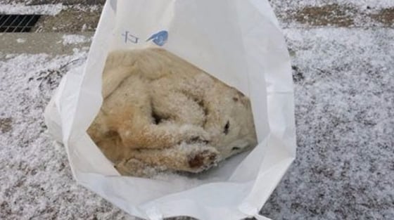 얼어 죽은 강아지가 비닐봉투에서 발견돼 네티즌들의 공분을 사고 있다.(사진 페이스북 여주사람들 페이지 캡처)© News1
