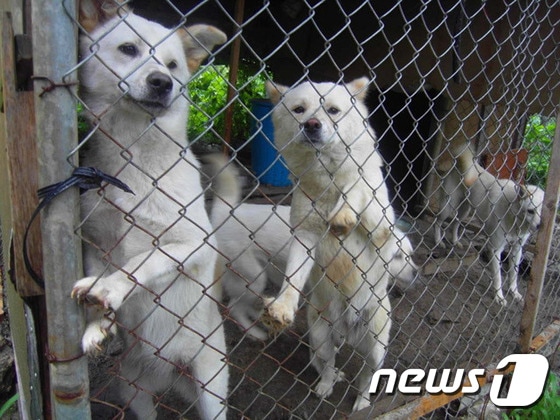 사설 유기동물 보호소의 유기견들. © News1