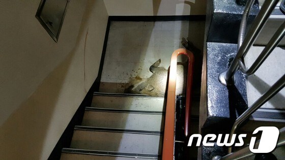 창원의 한 아파트 4층 계단에서 출몰한 멧돼지가 엽사의 엽탄 발살로 사살됐다.(경남지방경찰청 제공)2016.10.24./뉴스1 © News1