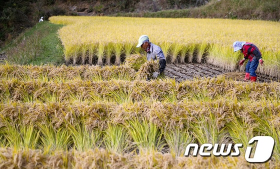 25일 친환경 쌀 재배지로 널리 알려진 경남산청군 오부면 일물마을의 한 논.  © News1 이경구 기자