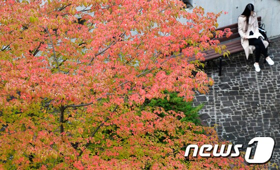 완연한 가을 날씨를 보인 25일 오후 대전 배재대학교 캠퍼스에서 한 학생이 붉게 물든 산딸나무 아래 벤치에 앉아 독서를 하고 있다. 2016.10.25/뉴스1 © News1 주기철 기자