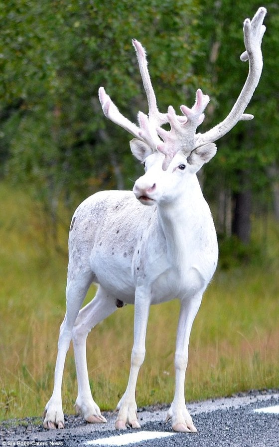 스웨덴에서 발견된 뿔까지 하얀 사슴. (출처:Siv Poijo)