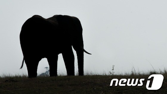 코끼리(자료사진).© News1