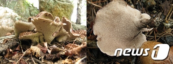 능이버섯(식용· 사진 왼쪽)과 개능이(독버섯 ·사진 오른쪽)© News1