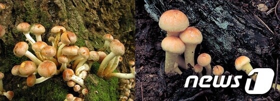 개암버섯(식용 ·사진 왼쪽)과 노란다발버섯(독버섯· 사진 오른쪽)© News1