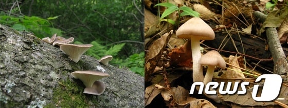 느타리(식용· 사진 왼쪽))와 삿갓외대버섯(독버섯· 사진 오른쪽)© News1