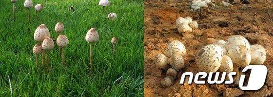 큰갓버섯(식용· 사진 왼쪽)과 흰갈대버섯(독버섯 ·사진 오른쪽)© News1