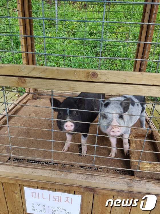 전북 김제시에 위치한 한 놀이공원에 전시돼 있는 미니돼지. 매점에서 파는 먹이를 구매하면 돼지에게 직접 먹여볼 수 있다. © News1