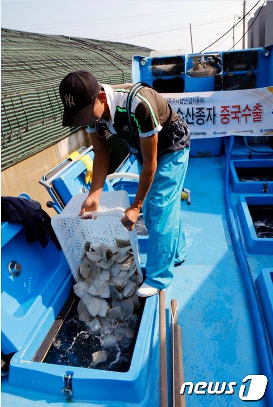 중국으로 수출하는 터봇 종자(해양수산부 제공) © News1