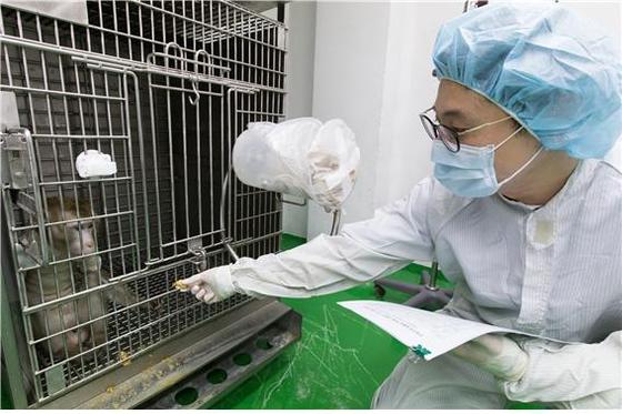 국내 연구진이 면역거부반응을 제어한 돼지의 심장을 원숭이에게 이식한 뒤, 51일째 건강하게 생존케 하는 데 성공했다. 자료=국립축산과학원 © News1