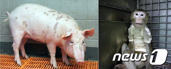 동물이 사람에에 장기를 공급하는 이종이식을 위해 국내 연구진이 개발한 무균돼지 '믿음이'(왼쪽)로부터 각막을 이식받은 필리핀원숭이./뉴스1 © News1 장수영 기자