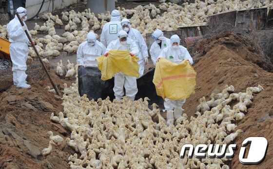 고병원성 조류 인플루엔자(AI)  발생으로 살처분되는 오리들. (자료사진)© News1