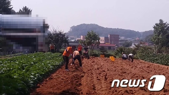 노조위원장인 심씨의 파주 농장에서 일하고 있는 버스기사들. /사진제공=일산경찰서 © News1