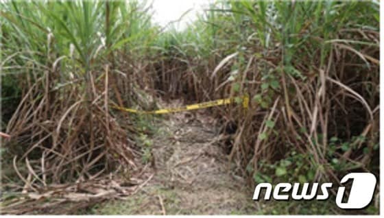 살인사건이 일어났던 필리핀 사탕수수밭 현장 © News1