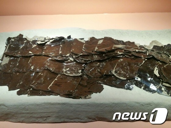 공주 공산성에서 발굴된 백제 옻칠 말 갑옷. © News1